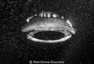The big mouth. 
South Atholl. Suadiva
Nikon D800E , 17-... by Marchione Giacomo 
